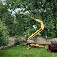 Professional Tree Care in Chisholm, ME