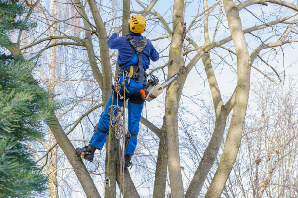 How Our Tree Care Process Works  in  Chisholm, ME