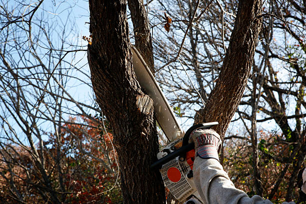 Best Palm Tree Trimming  in Chisholm, ME